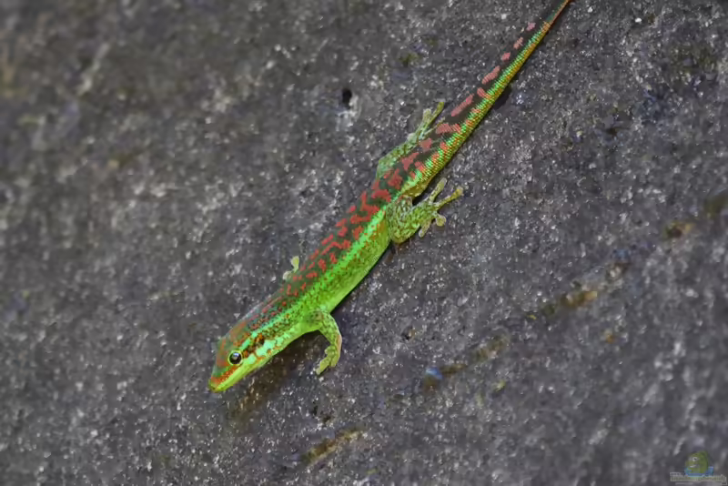 Agaléga-Taggecko: Phelsuma borbonica im Terrarium halten (Einrichtungsbeispiele mit Phelsuma borbonica)