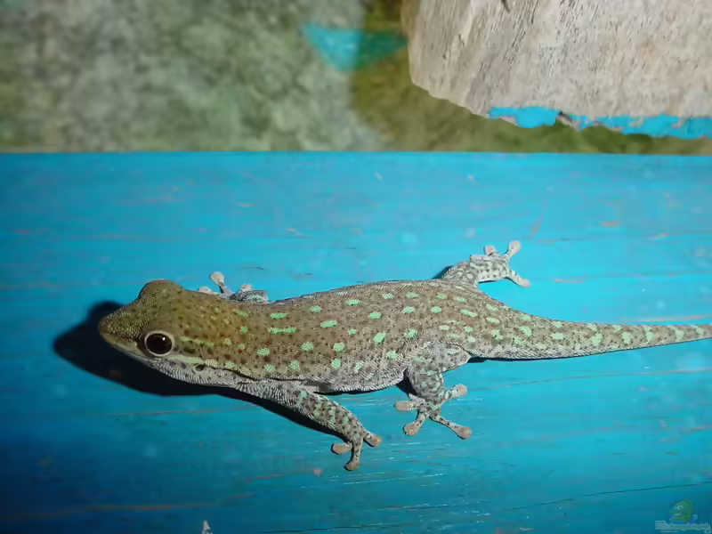 Kurzkopf-Taggecko - Phelsuma breviceps: Haltung, Lebensraum und Pflege im Terrarium (Einrichtungsbeispiele mit Phelsuma breviceps)