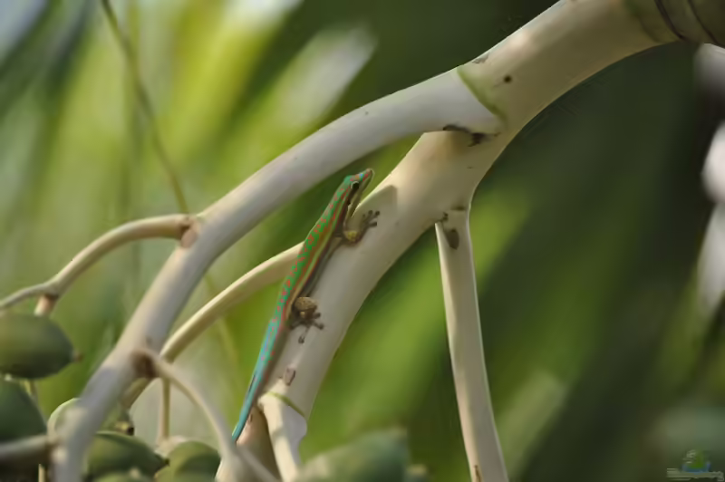 Phelsuma cepediana im Terrarium halten (Einrichtungsbeispiele mit Blauschwanzphelsume)