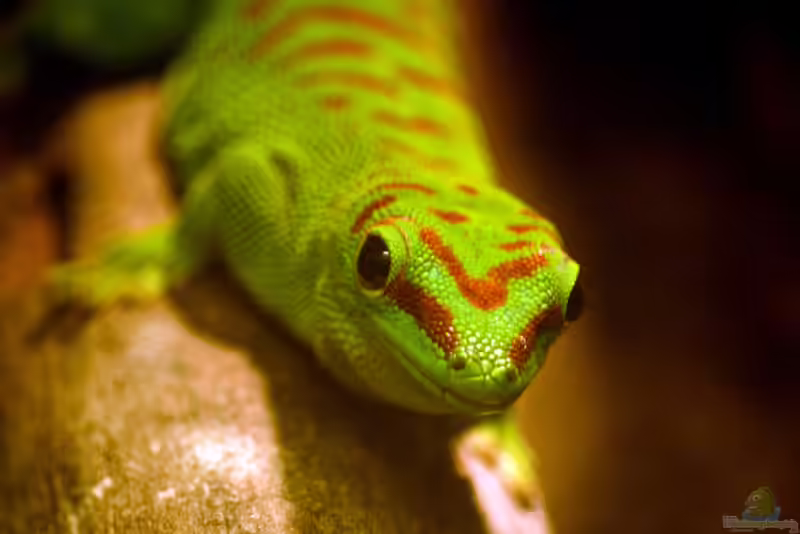 Phelsuma dubia im Terrarium halten (Einrichtungsbeispiele für Palmen-Taggecko)