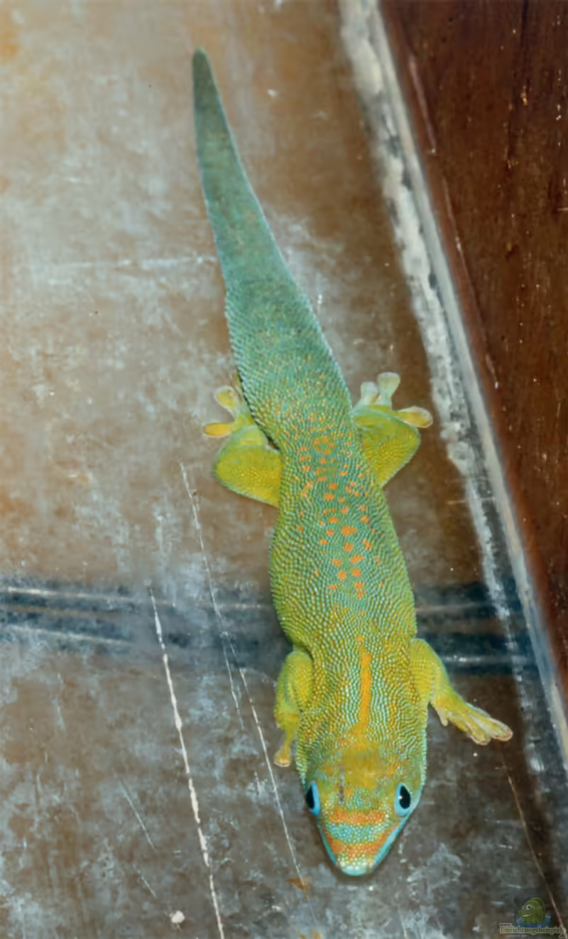 Gelbkehl-Taggecko: Phelsuma flavigularis im Terrarium halten (Einrichtungsbeispiele mit Phelsuma flavigularis)