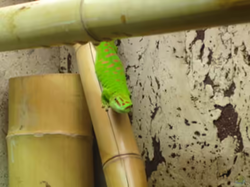 Phelsuma grandis im Terrarium halten (Einrichtungsbeispiele mit Großer Madagaskar-Taggecko)