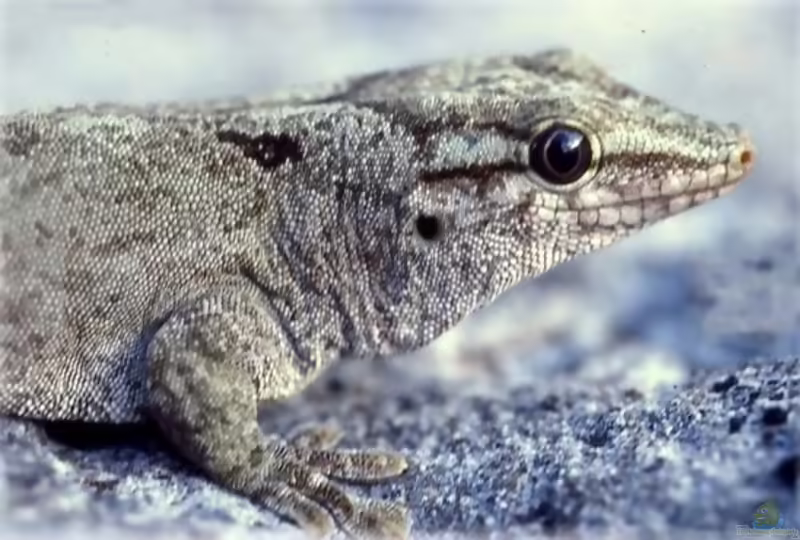 Günthers Taggecko - Phelsuma guentheri: Haltung, Lebensraum und Pflege im Terrarium (Einrichtungsbeispiele mit Phelsuma guentheri)