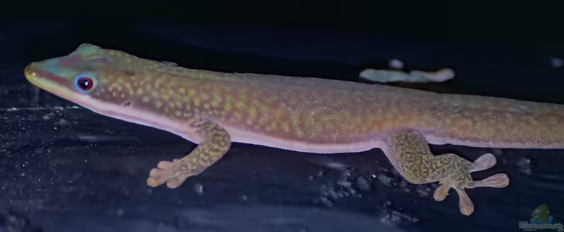 Hielschers Taggecko - Phelsuma hielscheri: Haltung, Lebensraum und Pflege im Terrarium (Einrichtungsbeispiele mit Phelsuma hielscheri)
