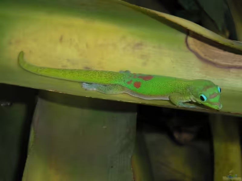 Phelsuma laticauda im Terrarium halten (Einrichtungsbeispiele für Goldstaub-Taggecko)