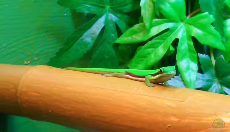 Phelsuma nigristriata im Terrarium halten (Einrichtungsbeispiele für Schwarzstreifen-Taggecko)