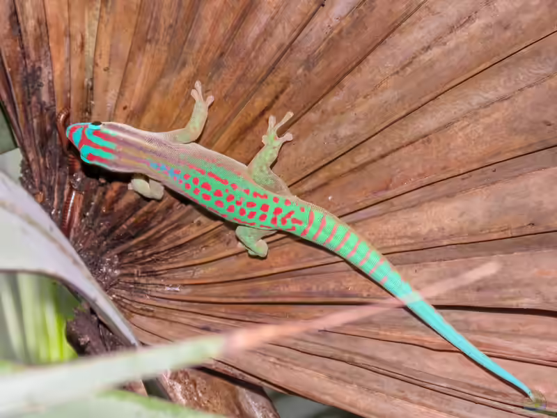Phelsuma ornata im Terrarium halten (Einrichtungsbeispiele mit Ornament-Taggecko)
