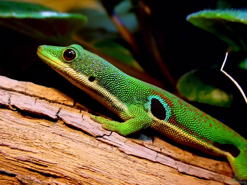 Kleiner Pfauenaugen-Taggecko - Phelsuma parva: Haltung, Lebensraum und Pflege im Terrarium (Einrichtungsbeispiele mit Phelsuma parva)