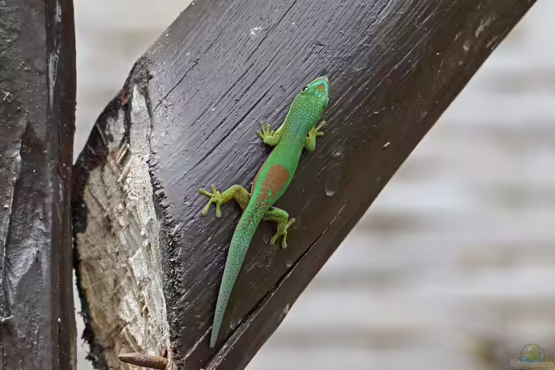 Phelsuma pusilla im Terrarium halten (Einrichtungsbeispiele mit Zwerg Taggecko)
