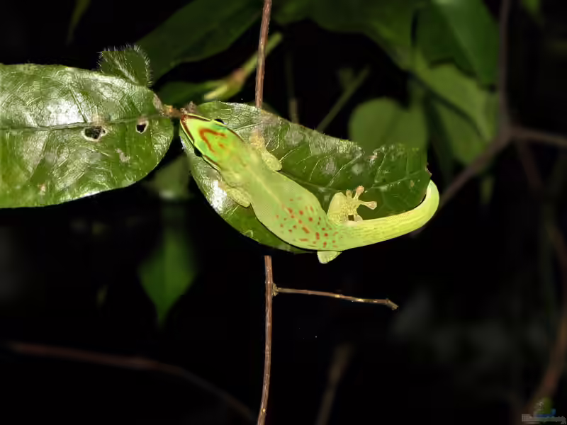 Phelsuma seippi im Terrarium halten (Einrichtungsbeispiele mit Seipps Taggecko)