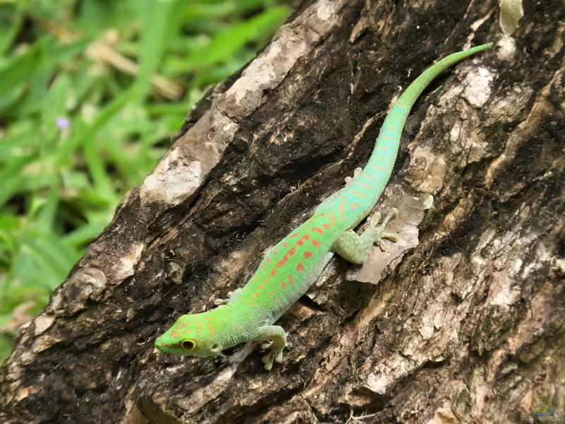 Phelsuma sundbergi im Terrarium halten (Einrichtungsbeispiele mit Großer Seychellen-Taggecko)