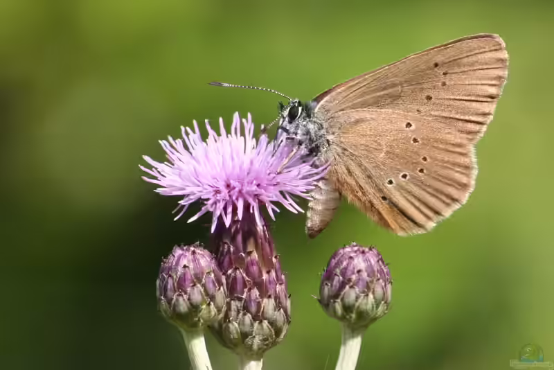 Phengaris nausithous im Garten (Einrichtungsbeispiele mit Dunkler Wiesenknopf-Ameisenbläuling)