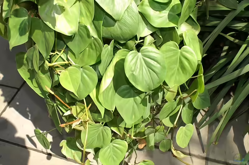 Philodendron hederaceum im Terrarium pflanzen (Einrichtungsbeispiele mit Kletternder Philodendron)