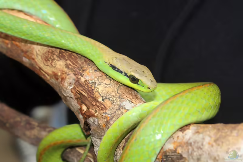 Philodryas olfersii: Grüne Strauchnatter im Terrarium halten (Einrichtungsbeispiele mit Philodryas olfersii)