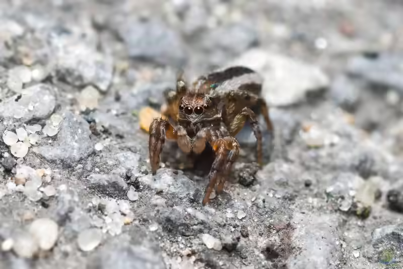 Phlegra fasciata im Terrarium halten (Einrichtungsbeispiele mit Gebänderte Bodenspringspinne)