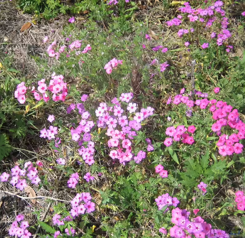 Phlox drummondii am Gartenteich pflanzen (Einrichtungsbeispiele mit Sommer-Phlox)
