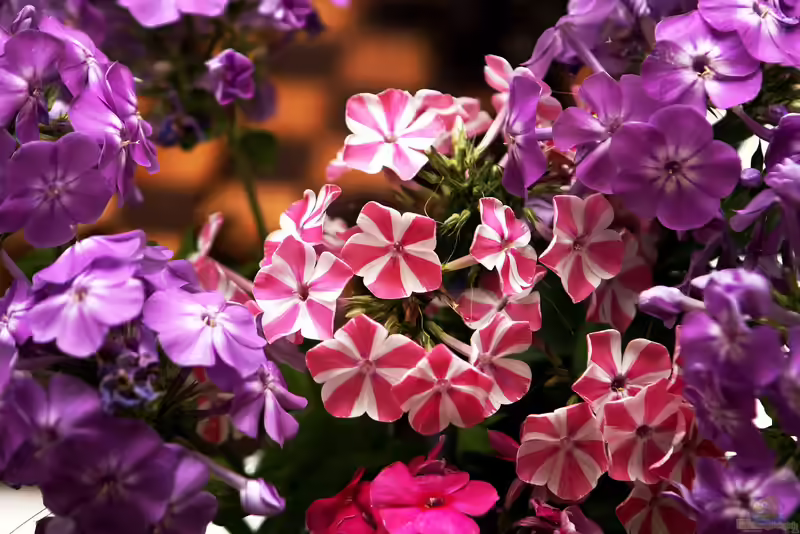 Phlox paniculata im Garten pflanzen (Gartenbeispiele mit Hoher Gartenphlox)