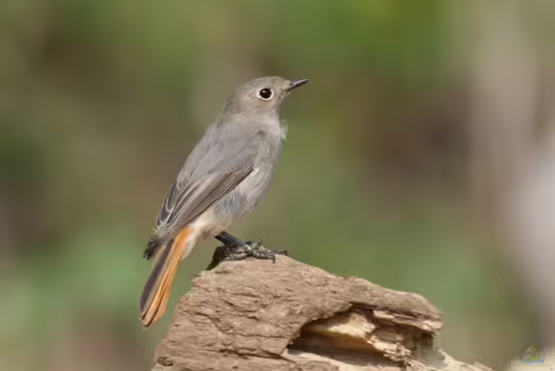 Phoenicurus ochruros im Garten (Einrichtungsbeispiele mit Hausrotschwanz)