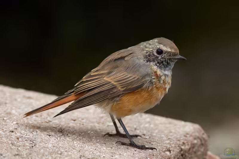 Phoenicurus phoenicurus im Garten (Einrichtungsbeispiele mit Gartenrotschwanz)