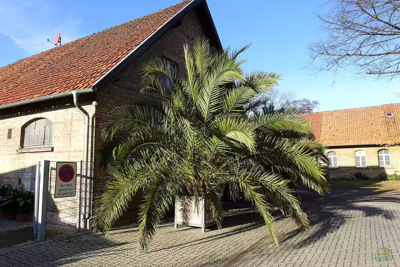 Phoenix canariensis im Garten pflanzen (Einrichtungsbeispiele mit Kanarische Dattelpalme)