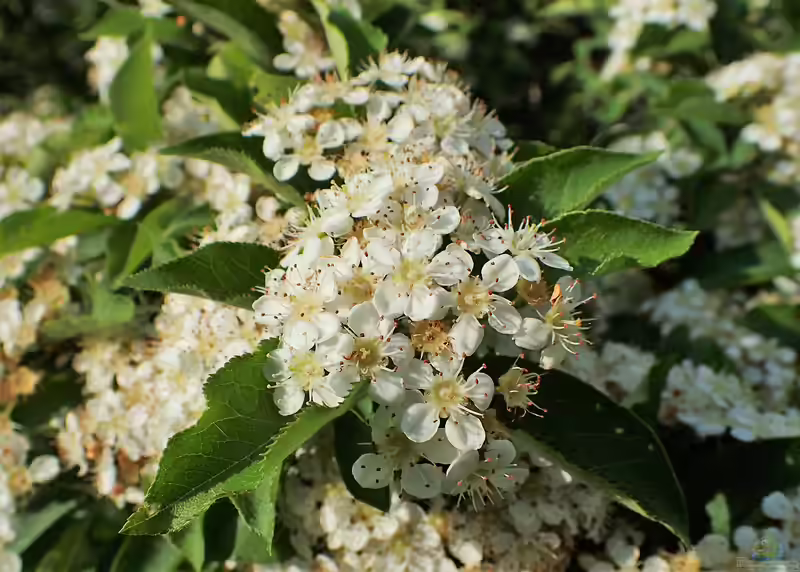 Photinia villosa im Garten pflanzen (Einrichtungsbeispiele mit Scharlach Glanzblattmispel)
