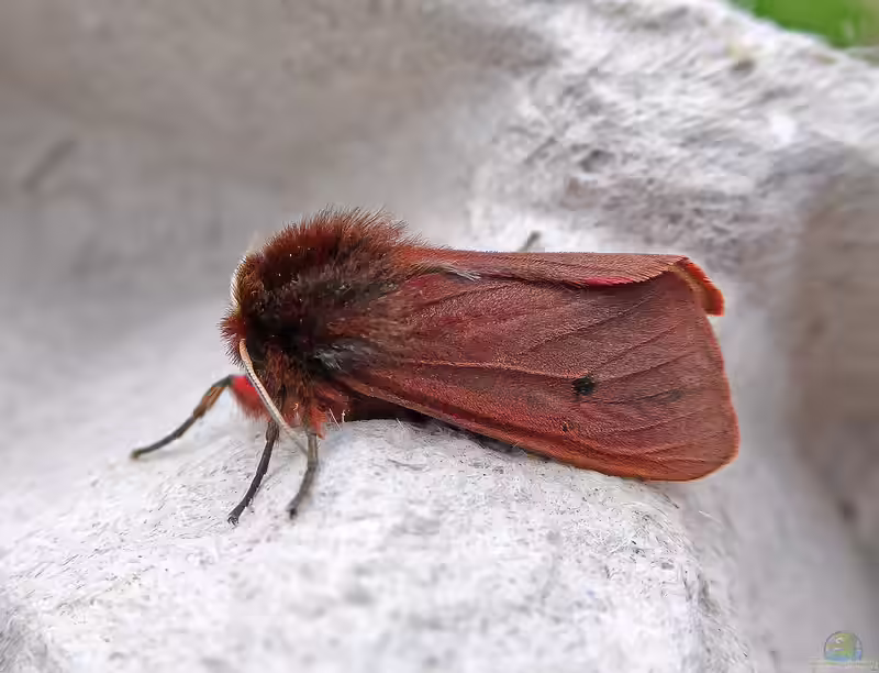 Phragmatobia fuliginosa im Garten (Einrichtungsbeispiele mit Zimtbär)