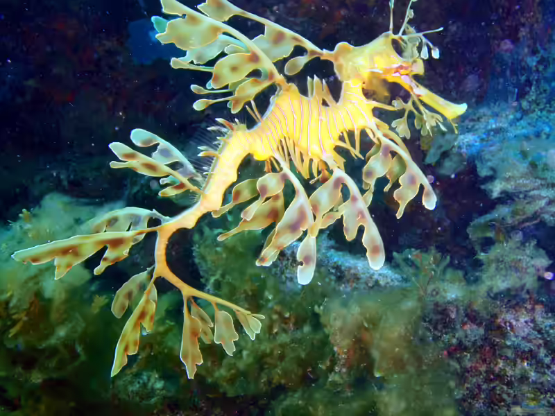 Phycodurus eques im Aquarium halten (Einrichtungsbeispiele mit Australischer Fetzenfisch)