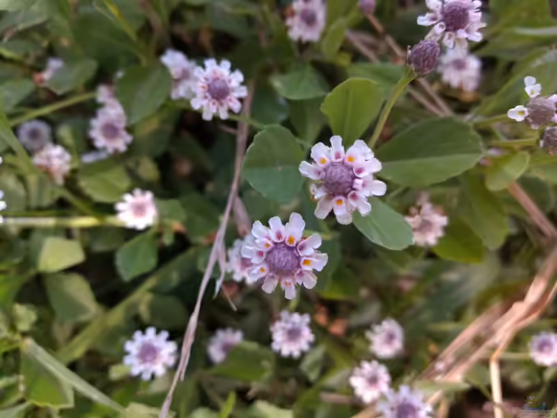 Phyla nodiflora im Garten pflanzen (Einrichtungsbeispiele mit Teppichverbene)