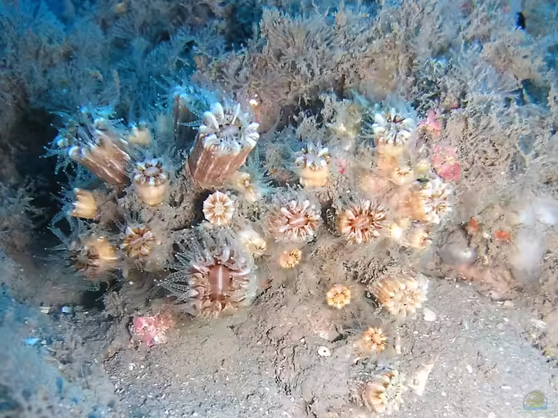Phyllangia americana mouchezii im Aquarium halten (Einrichtungsbeispiele für Große Kelchkoralle)
