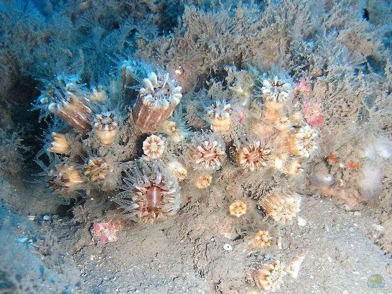 Phyllangia americana mouchezii im Aquarium halten (Einrichtungsbeispiele für Große Kelchkoralle)