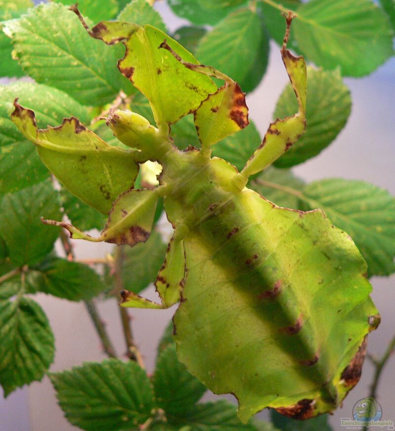 Phyllium bioculatum im Terrarium halten (Einrichtungsbeispiele für Wandelnde Blätter)