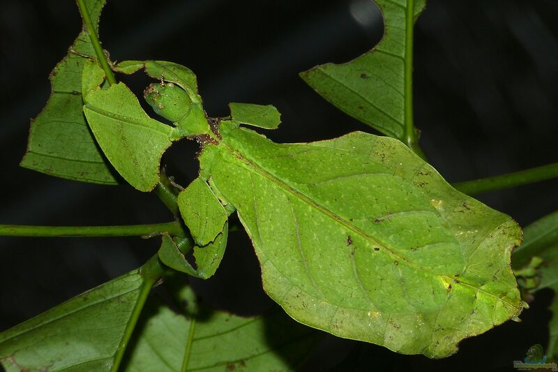 Phyllium giganteum im Terrarium halten (Einrichtungsbeispiele für Große Wandelnde Blätter)