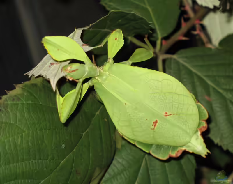 Phyllium siccifolium im Terrarium halten (Einrichtungsbeispiele für Wandelnde Blätter)