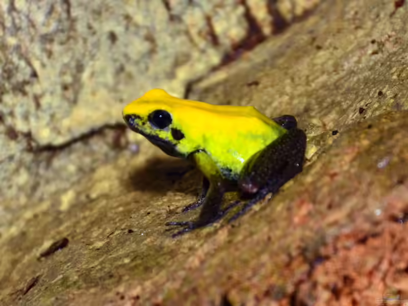Phyllobates bicolor im Terrarium halten (Einrichtungsbeispiele für Zweifarben Blattsteiger)
