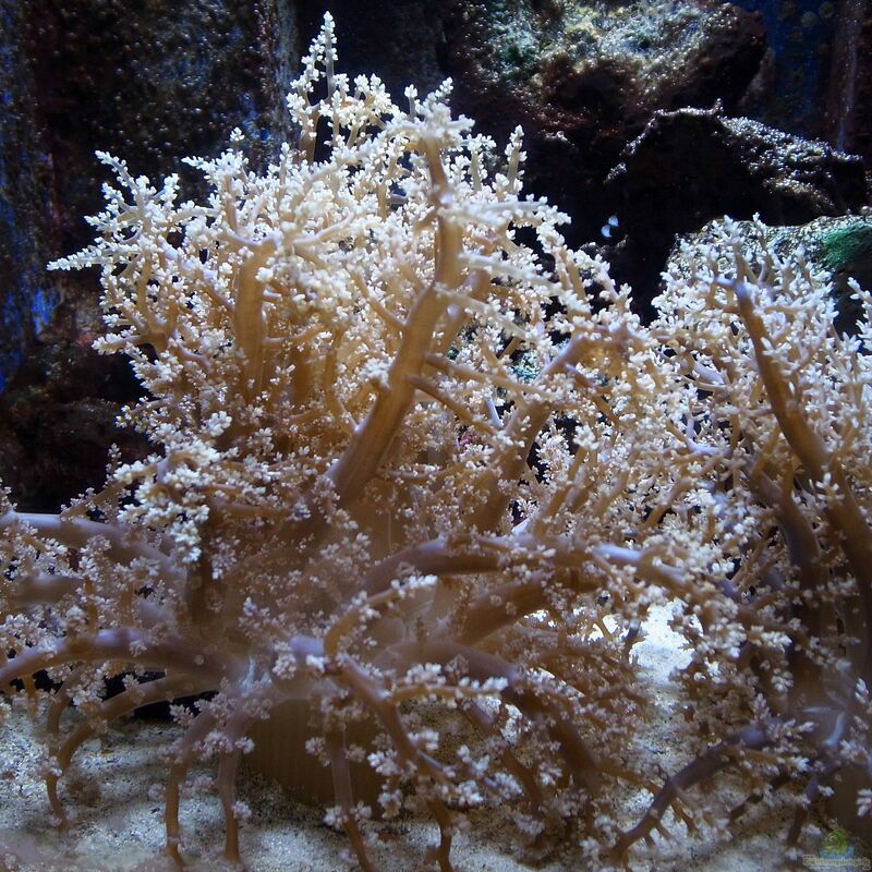 Phyllodiscus semoni im Aquarium halten (Einrichtungsbeispiele für Nachtanemone)  - Phyllodiscus-semoniaquarium