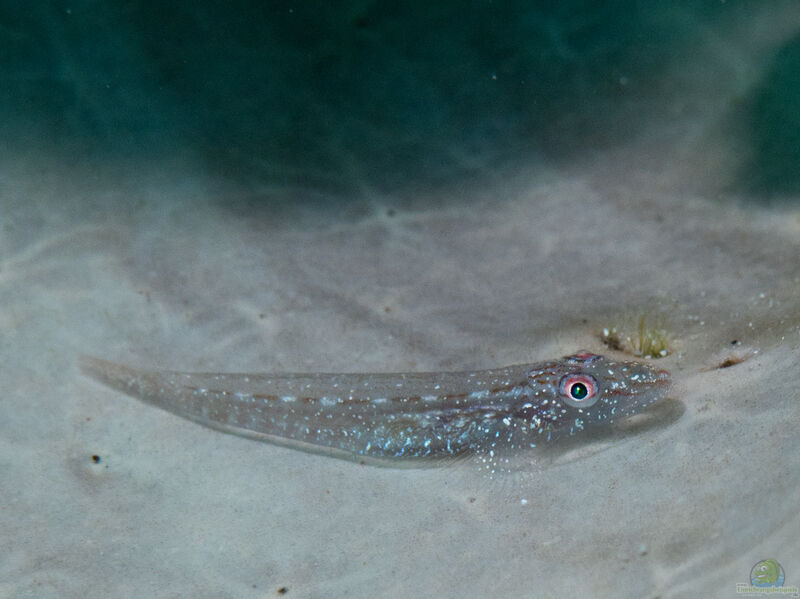 Phyllogobius platycephalops im Aquarium halten (Einrichtungsbeispiele für Slender´s Schwammgrundel)