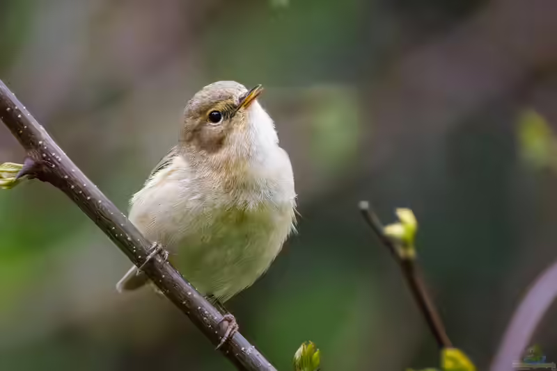 Phylloscopus collybita im Garten (Einrichtungsbeispiele mit Zilpzalp)