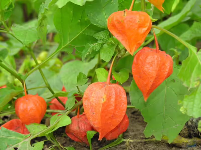 Physalis alkekengi im Garten pflanzen (Einrichtungsbeispiele mit Lampionblume)