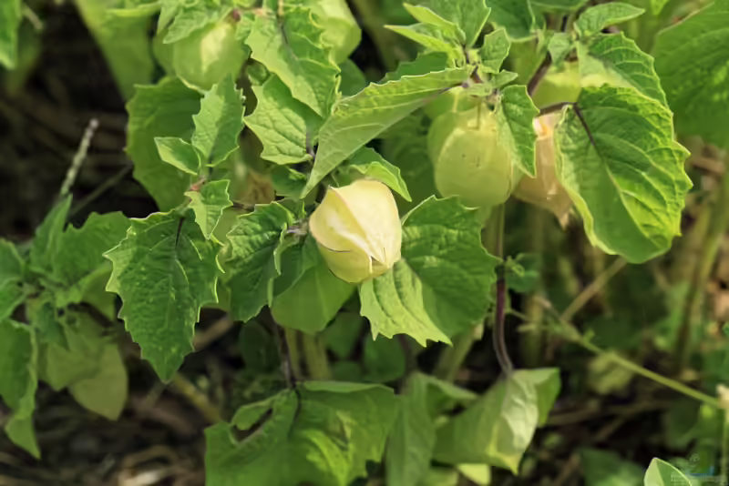Physalis pruinosa im Garten pflanzen (Einrichtungsbeispiele mit Ananaskirsche)