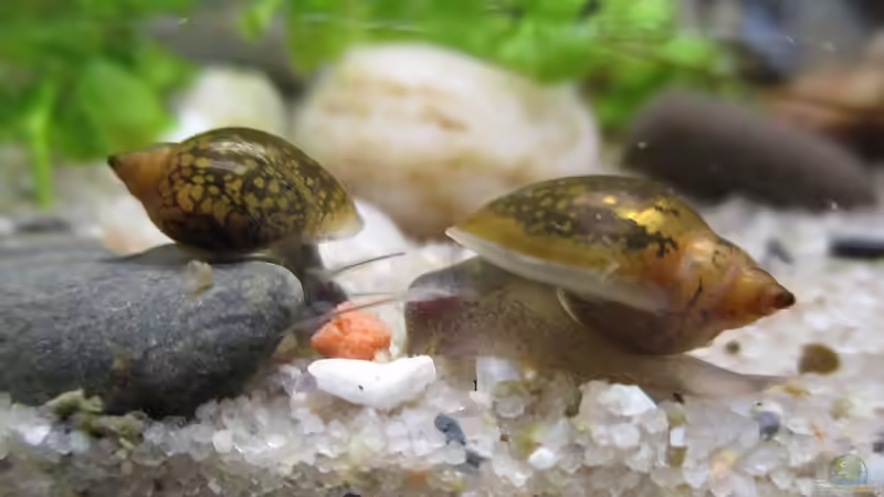 Physella acuta im Aquarium halten (Einrichtungsbeispiele mit Spitze Blasenschnecken)