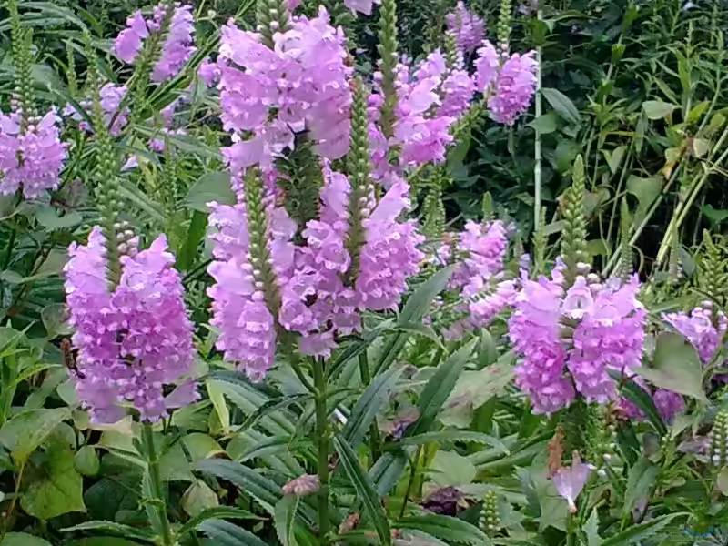 Physostegia virginiana im Garten pflanzen (Einrichtungsbeispiele mit Gelenkblume)