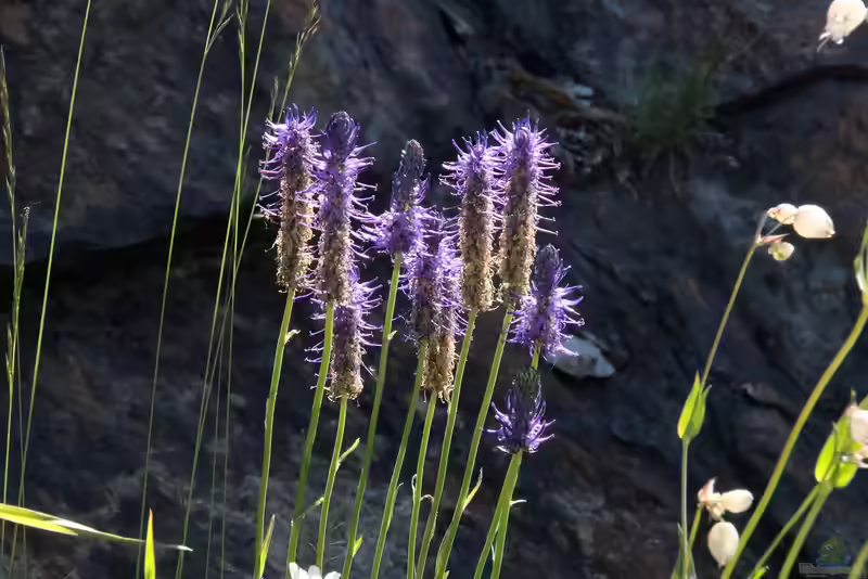 Phyteuma betonicifolium im Garten pflanzen (Einrichtungsbeispiele mit Ziestblättrige Teufelskralle)