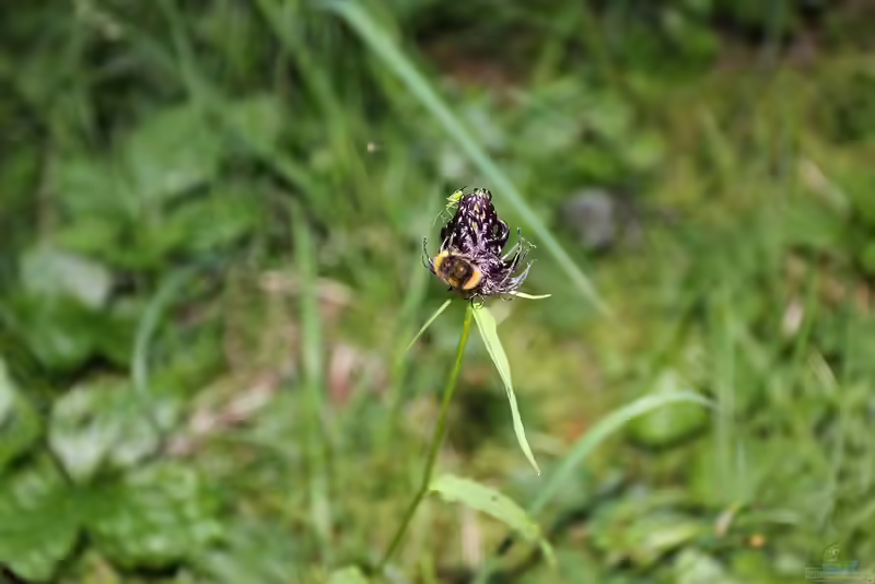 Phyteuma nigrum im Garten pflanzen (Einrichtungsbeispiele mit Schwarze Teufelskralle)