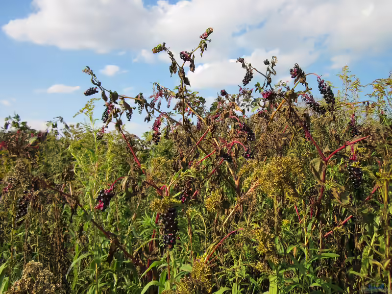 Phytolacca americana im Garten pflanzen (Einrichtungsbeispiele mit Amerikanische Kermesbeere)