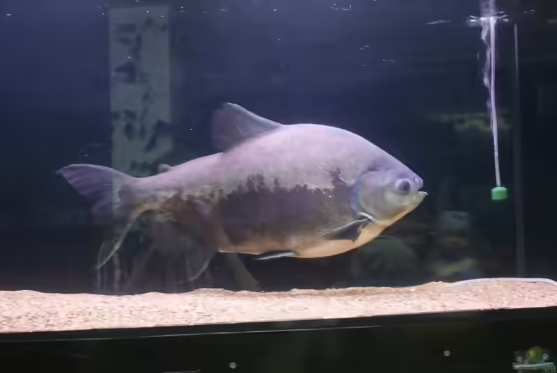 Piaractus brachypomus: Der Riesenpacu im Artenportrait (Einrichtungsbeispiele mit Riesenpacus)