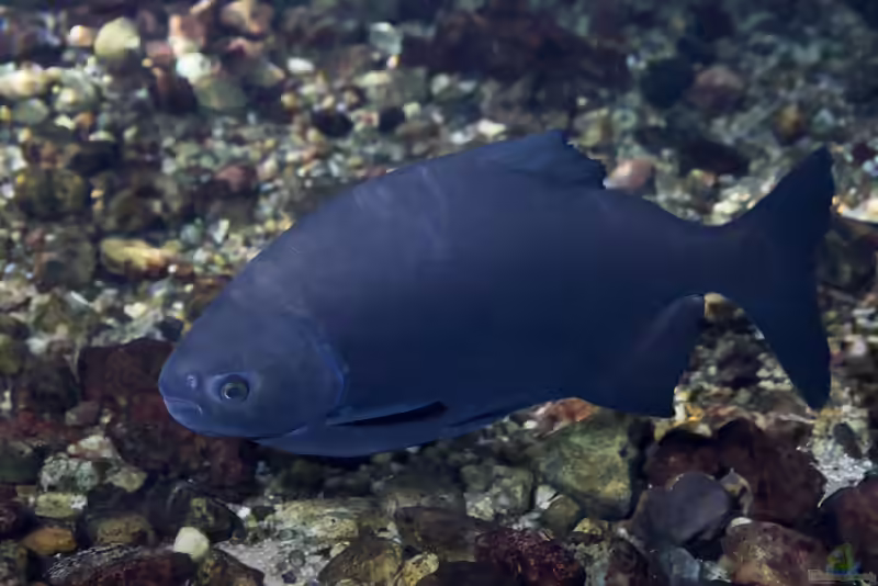 Piaractus mesopotamicus: Pacu im Aquarium (Einrichtungsbeispiele mit Pacus)