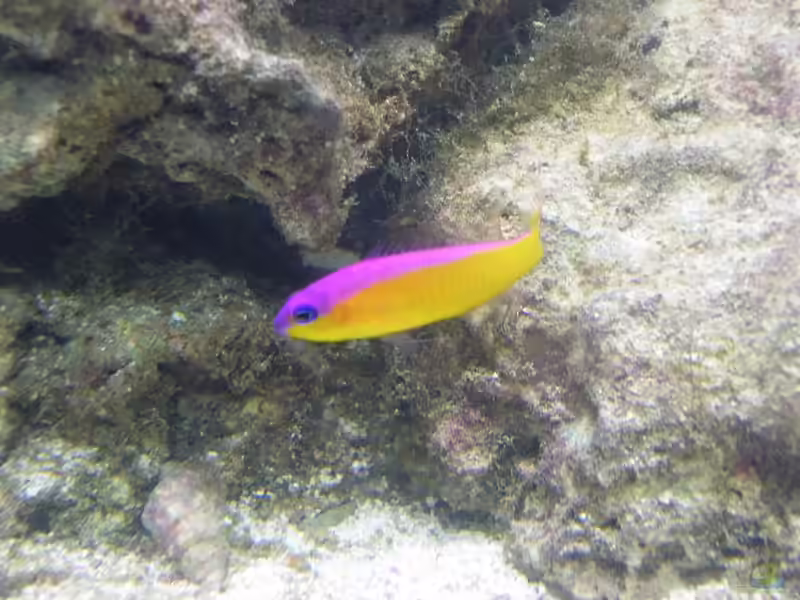 Pictichromis diadema im Aquarium halten (Einrichtungsbeispiele für Diadem-Zwergbarsch)