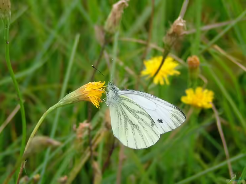 Pieris brassicae im Garten (Einrichtungsbeispiele mit Großer Kohlweißling)