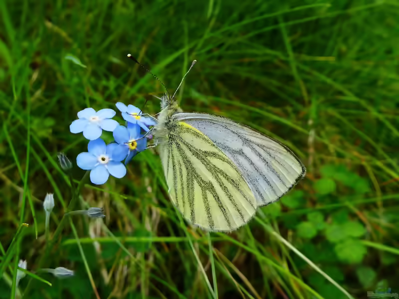Bergweißling im Garten (Einrichtungsbeispiele mit Pieris bryoniae)