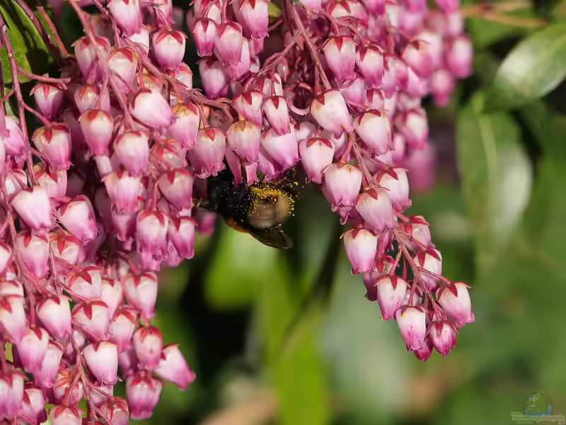 Pieris japonica im Garten pflanzen (Einrichtungsbeispiele mit Japanische Lavendelheide)